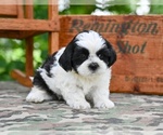 Small #3 Shih Tzu