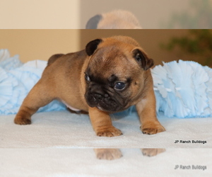 French Bulldog Litter for sale in WINNSBORO, TX, USA