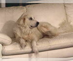 Small #1 Great Pyrenees Mix