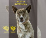 Small #1 Akita-Texas Heeler Mix