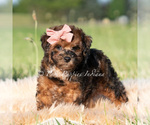 Small #3 Poodle (Miniature)