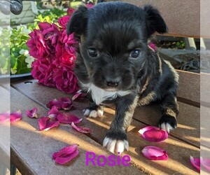 Chihuahua Puppy for sale in LEBANON, PA, USA