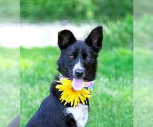 Border Collie-Unknown Mix Dogs for adoption in Unionville, PA, USA