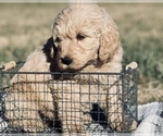 Small #1 Goldendoodle