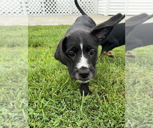 Labrador Retriever-Unknown Mix Dogs for adoption in Aurora, IN, USA