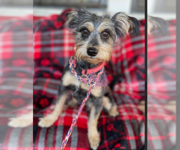 Medium Photo #4 Mutt Puppy For Sale in Cranston, RI, USA