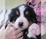 Small #1 Bernese Mountain Dog