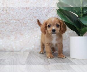 Cavapoo Puppy for sale in MARIETTA, GA, USA
