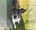 Small #3 Mutt