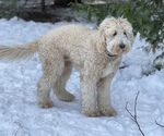 Small Photo #1 Goldendoodle Puppy For Sale in WEST SACRAMENTO, CA, USA