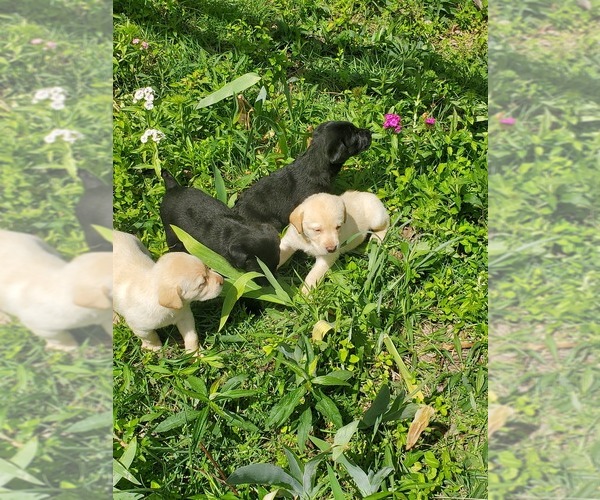 Medium Photo #1 Labrador Retriever Puppy For Sale in BON AQUA, TN, USA