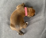 Small Photo #4 Boxer Puppy For Sale in WEST COLUMBIA, SC, USA