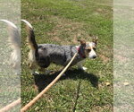 Small #7 Cardigan Welsh Corgi-Catahoula Leopard Dog Mix