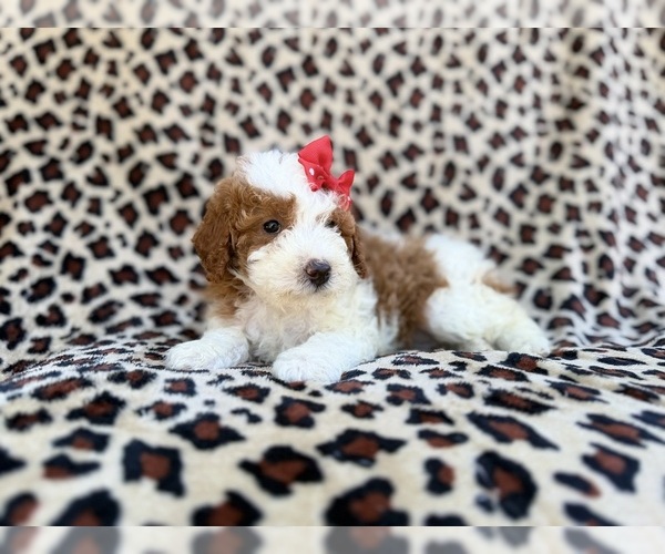 Medium Photo #8 Cavapoo (Miniature) Puppy For Sale in LAKELAND, FL, USA