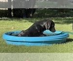 Small #5 Labrador Retriever