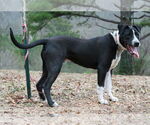 Small #5 Great Dane-Pointer Mix