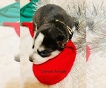 Small #15 Siberian Husky