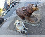 Small #3 Golden Labrador