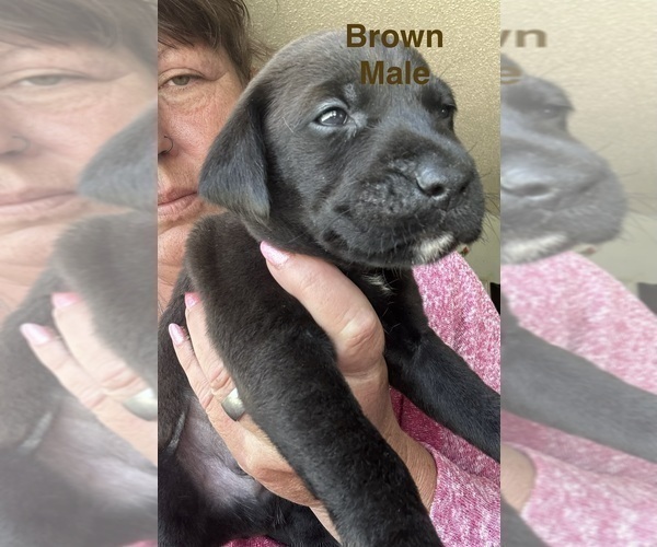 Medium Photo #11 Golden Retriever-Unknown Mix Puppy For Sale in MARION, IN, USA