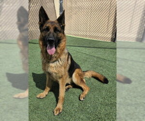 German Shepherd Dog Dogs for adoption in Norco, CA, USA