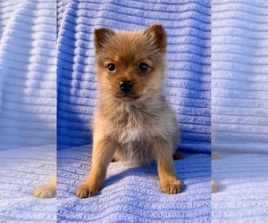 Pomeranian Puppy for Sale in FAIR HAVEN, Michigan USA