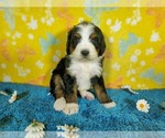 Small Photo #61 Bernedoodle Puppy For Sale in COLORADO SPRINGS, CO, USA