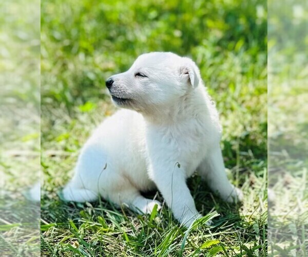Medium Photo #2 German Shepherd Dog Puppy For Sale in CARDINGTON, OH, USA