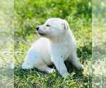 Small #1 German Shepherd Dog