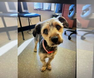 Mutt Dogs for adoption in Fort Wayne, IN, USA