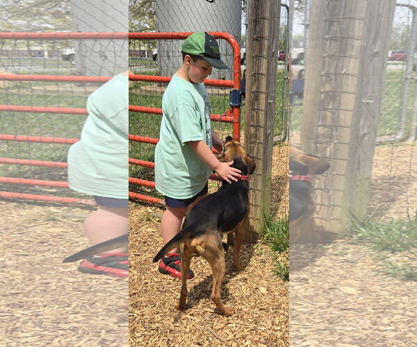 Medium Photo #15 Mutt Puppy For Sale in Rustburg, VA, USA