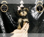 Small #6 Morkie