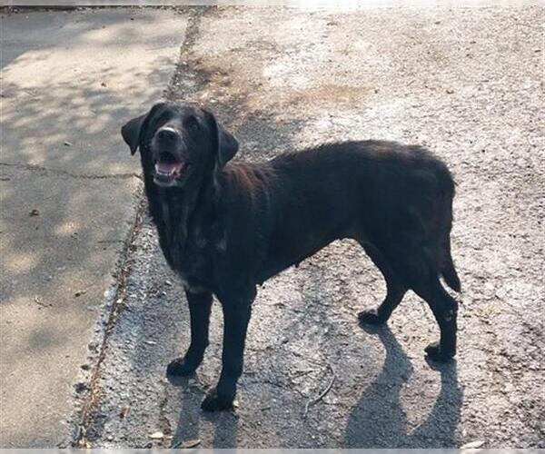 Medium Photo #2 Labrador Retriever Puppy For Sale in Rosenberg, TX, USA