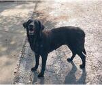 Small #1 Labrador Retriever