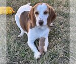 Small Photo #2 Bagle Hound Puppy For Sale in Batavia, OH, USA