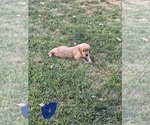 Puppy Howard Blue Golden Retriever