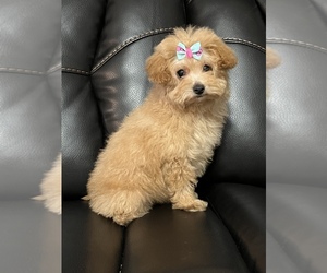 Maltipoo Puppy for sale in LANCASTER, KY, USA