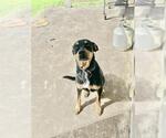 Small Doberman Pinscher-Labrador Retriever Mix