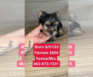 Yorkshire Terrier Puppy for sale in LABELLE, FL, USA