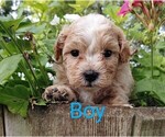 Small #4 Poodle (Toy)-Shih-Poo Mix