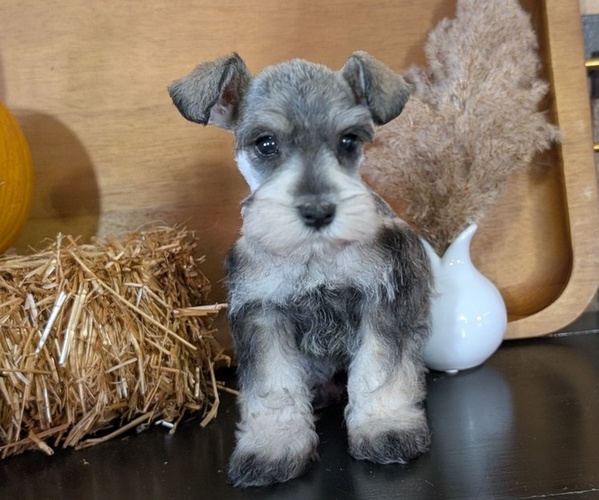 Medium Photo #3 Schnauzer (Miniature) Puppy For Sale in GOSHEN, IN, USA