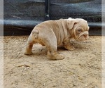 Small Photo #6 Bulldog Puppy For Sale in LAS VEGAS, NV, USA