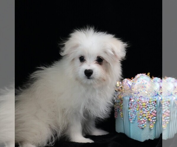 Medium Photo #8 Maltipom Puppy For Sale in ROCK VALLEY, IA, USA