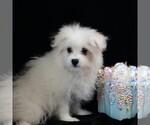Small #7 Maltipom
