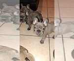 Small #2 French Bulldog