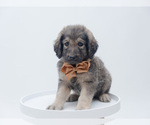 Small Photo #4 Pyredoodle Puppy For Sale in NIXA, MO, USA