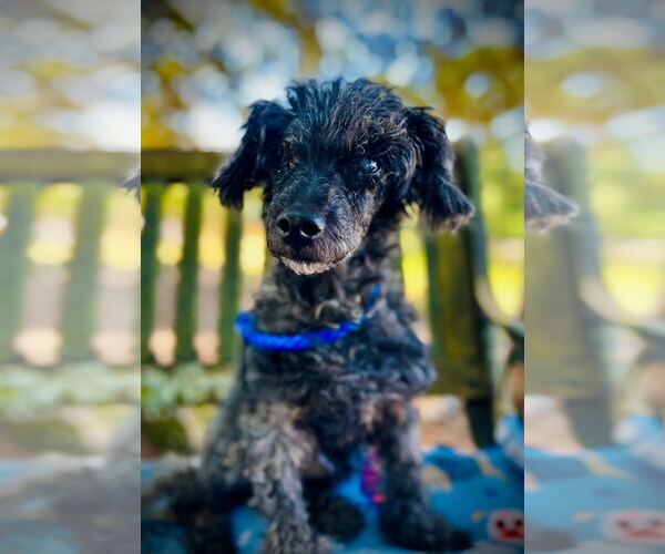 Medium Photo #2 Poodle (Miniature)-Unknown Mix Puppy For Sale in Pacolet, SC, USA
