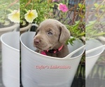 Small Photo #26 Labrador Retriever Puppy For Sale in HARLEM, GA, USA
