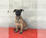 Small Photo #3 Belgian Malinois Puppy For Sale in VACAVILLE, CA, USA