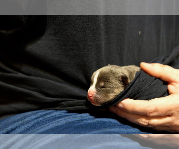 Medium Photo #3 American Staffordshire Terrier-Unknown Mix Puppy For Sale in Holly Springs, NC, USA