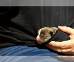 Small Photo #3 American Staffordshire Terrier-Unknown Mix Puppy For Sale in Holly Springs, NC, USA